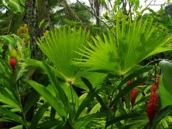 Tropische-Pflanzen