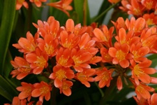 klivie-clivie-2