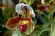 orchideen-frauenschuh