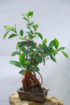 zimmerpflanzen-feng-shui