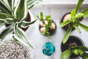 Zimmerpflanzen für natürliche Wohnräume beim achtsamen Wohnen