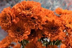 Chrysanthemen für die herbstliche Bepflanzung - Garten Dekoration Herbst 2023