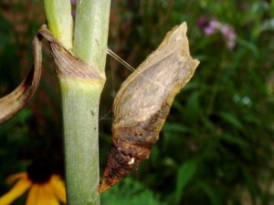 Cocooning - Rückzug ins eigene Zuhause wie eine Raupe in ihren Kokon