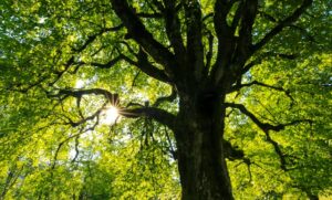 Welches Holz für Betten? - Eiche