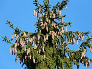 Fichte für Holzbetten