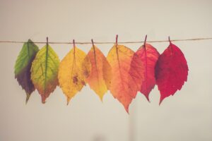 Herbst Dekoration 2023 - Farben / Herbstfarben