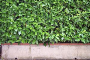 Immergrüne Hecke - Welche Pflanzen, worauf achten? Tipps und Hintergründe