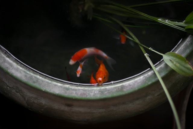 Fische Für Miniteich Winterhart