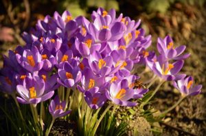 Krokusse - Osterdekoration 2019