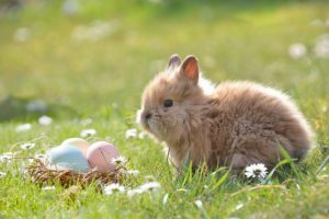 So liegen Sie mit Ihrer Osterdekoration auf Höhe der Zeit: Oster Deko Trends 2019 im Wohnen.de Magazin in den News