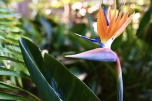 Strelitzie / Paradiesvogelblume - Exotischer Flair für Garten und Balkon - exotische Pflanzen - Urlaub zuhause
