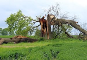 Unwetterschaden - Sturmschaden - Baum