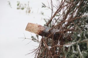 Wie kann ich meinen Weihnachtsbaum entsorgen?
