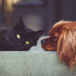Katze und Hund sind die beliebtesten Heimtiere in Deutschland