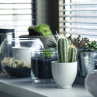 Trends bei den Zimmerpflanzen 2021 - Kakteen