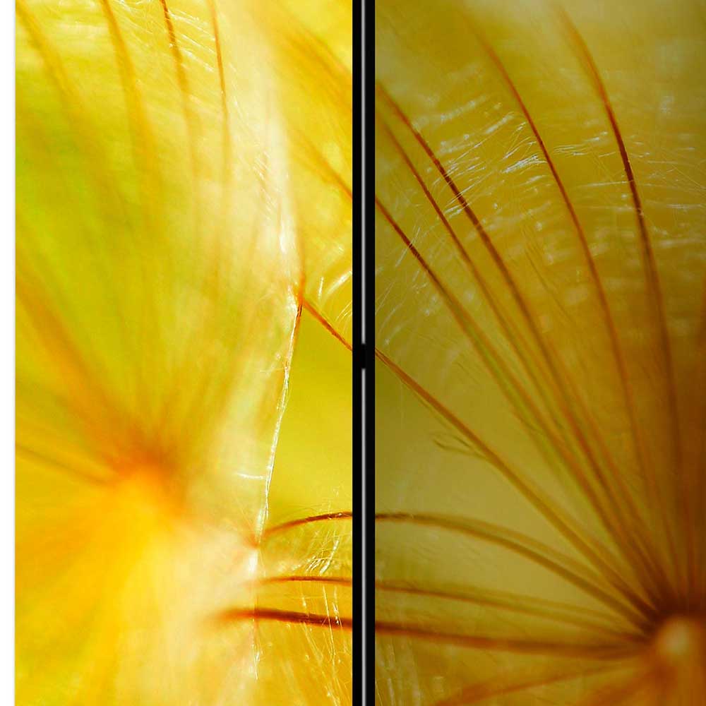 Spanische Wand mit Foto Löwenzahn Close Up in Gelb - Corgova