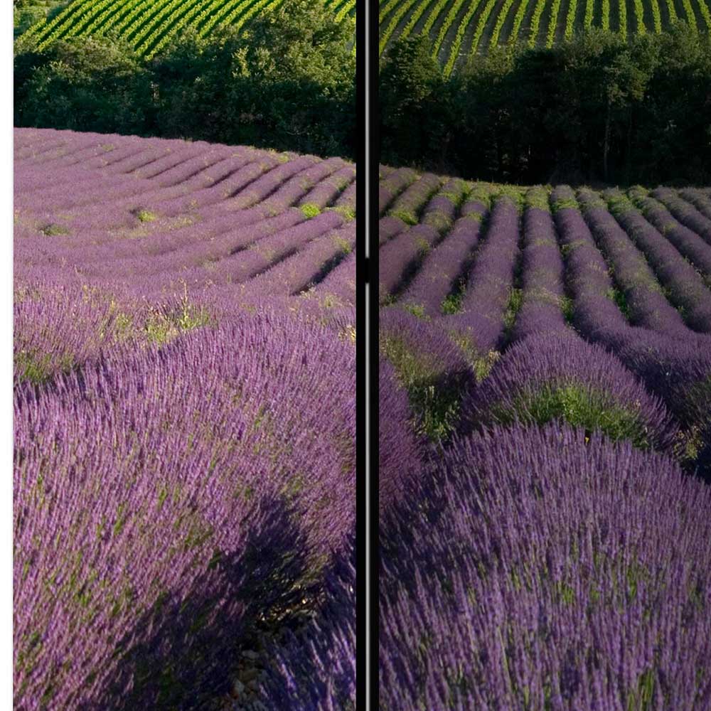 Farbiger Foto Paravent Lavendel Felder - Gachias
