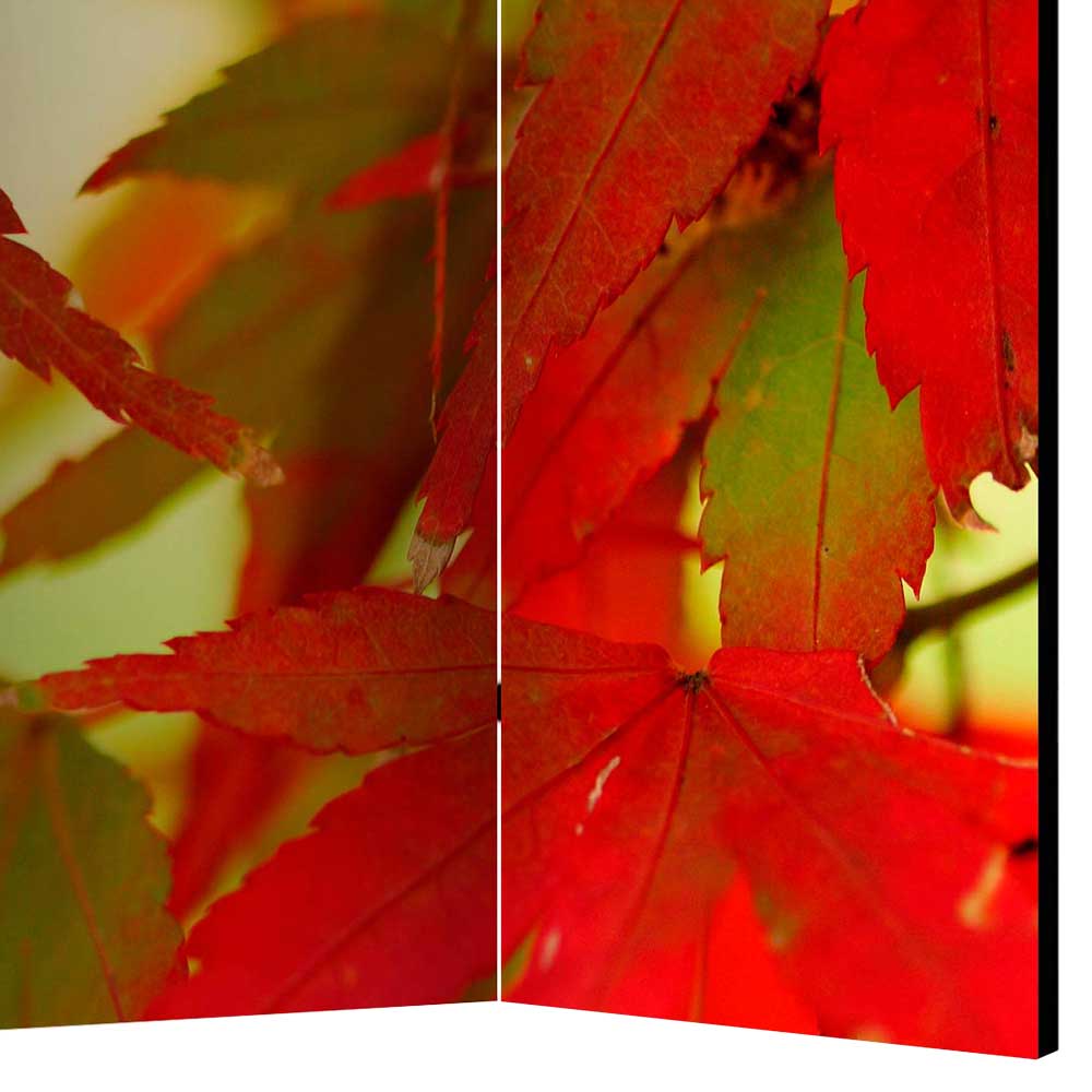 Paravent mit Fotodruck Fächerahorn Blätter - Kasaryn