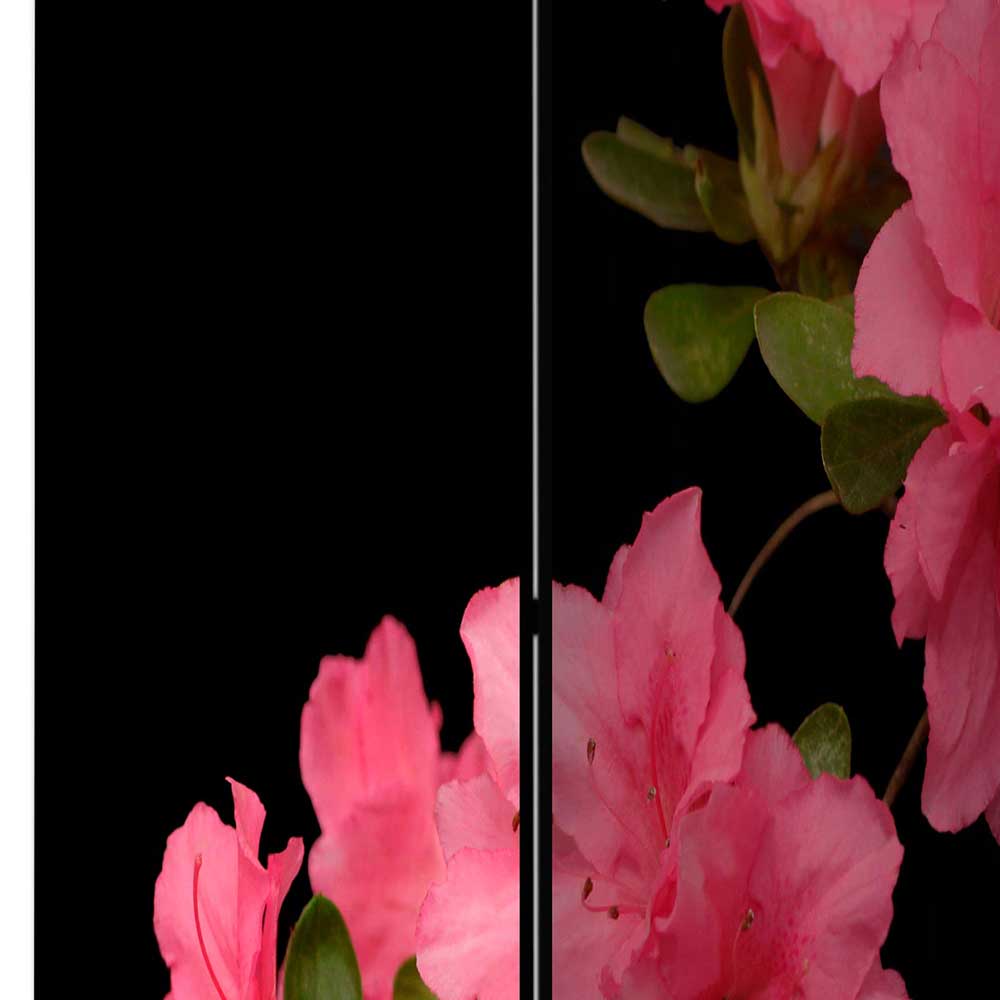 Fotodruck Leinwand-Paravent mit Azalee in Rosa - Kitza